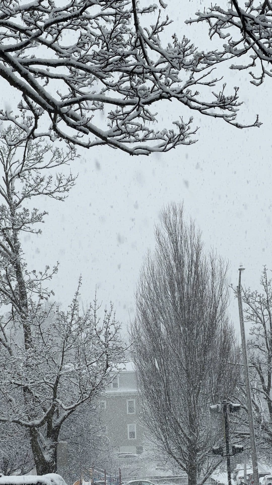 Snow-covered trees beside a quiet path
