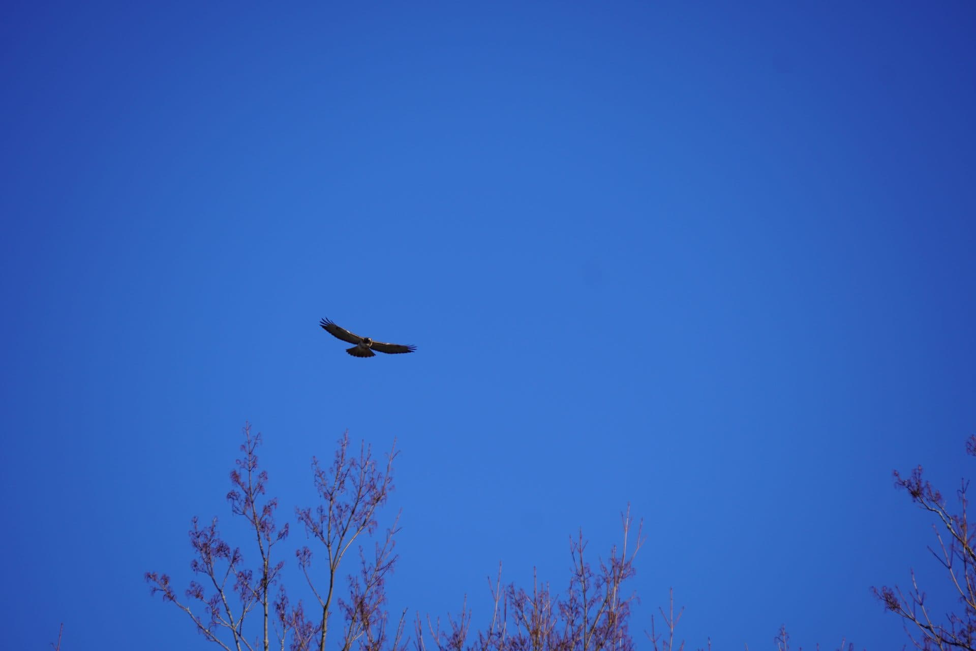 An airplane crossing a clear blue sky above branches