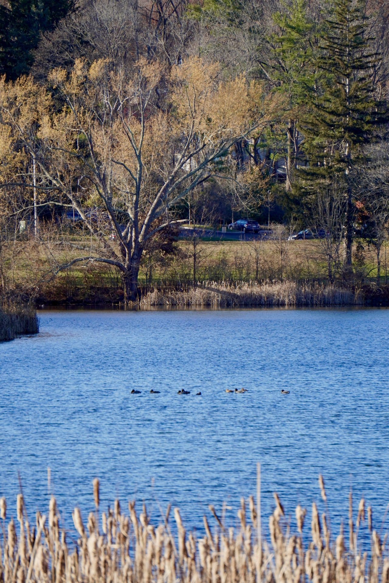 Blue water bordered by reeds and trees