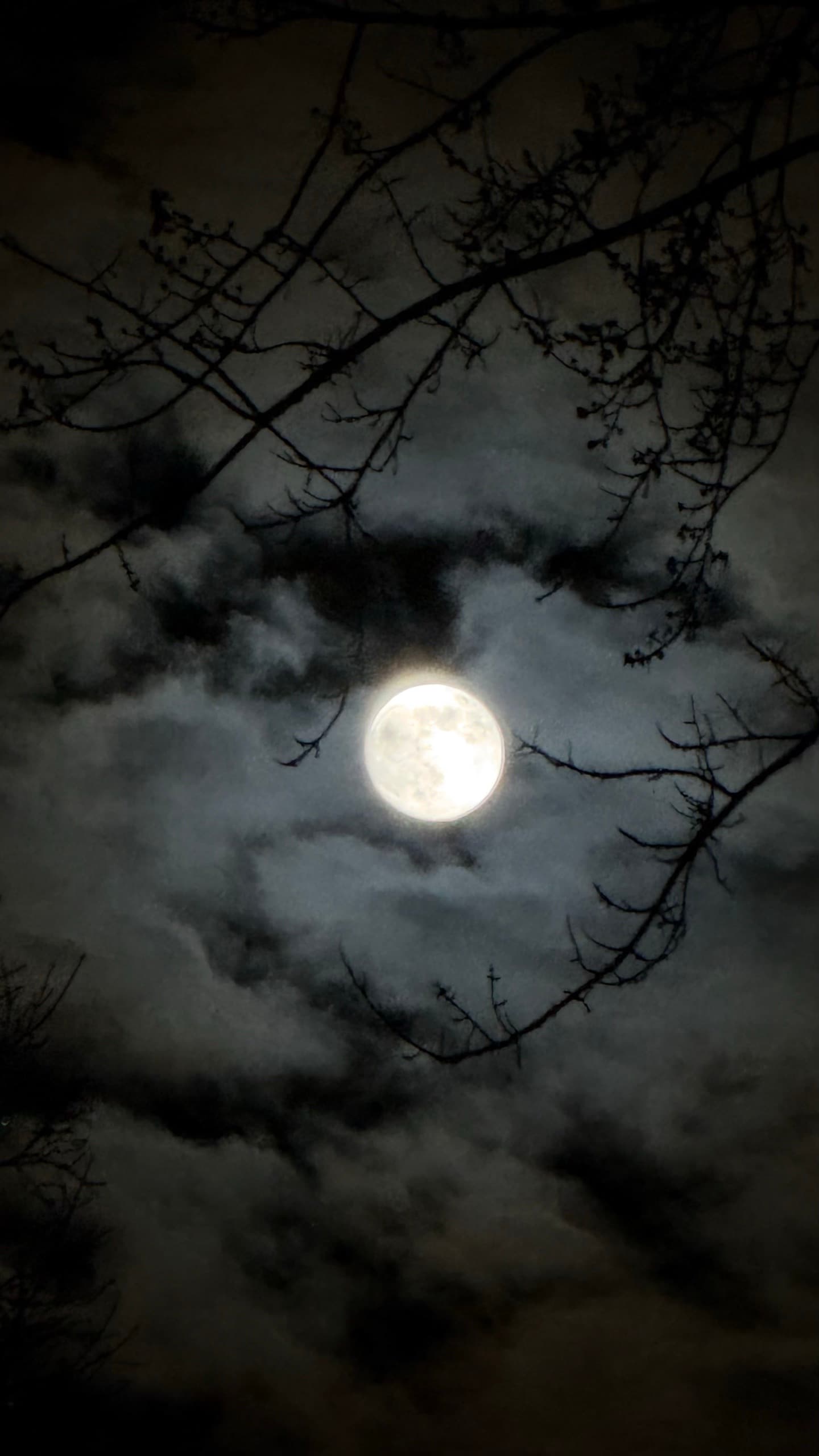 The moon shining through clouds and bare branches