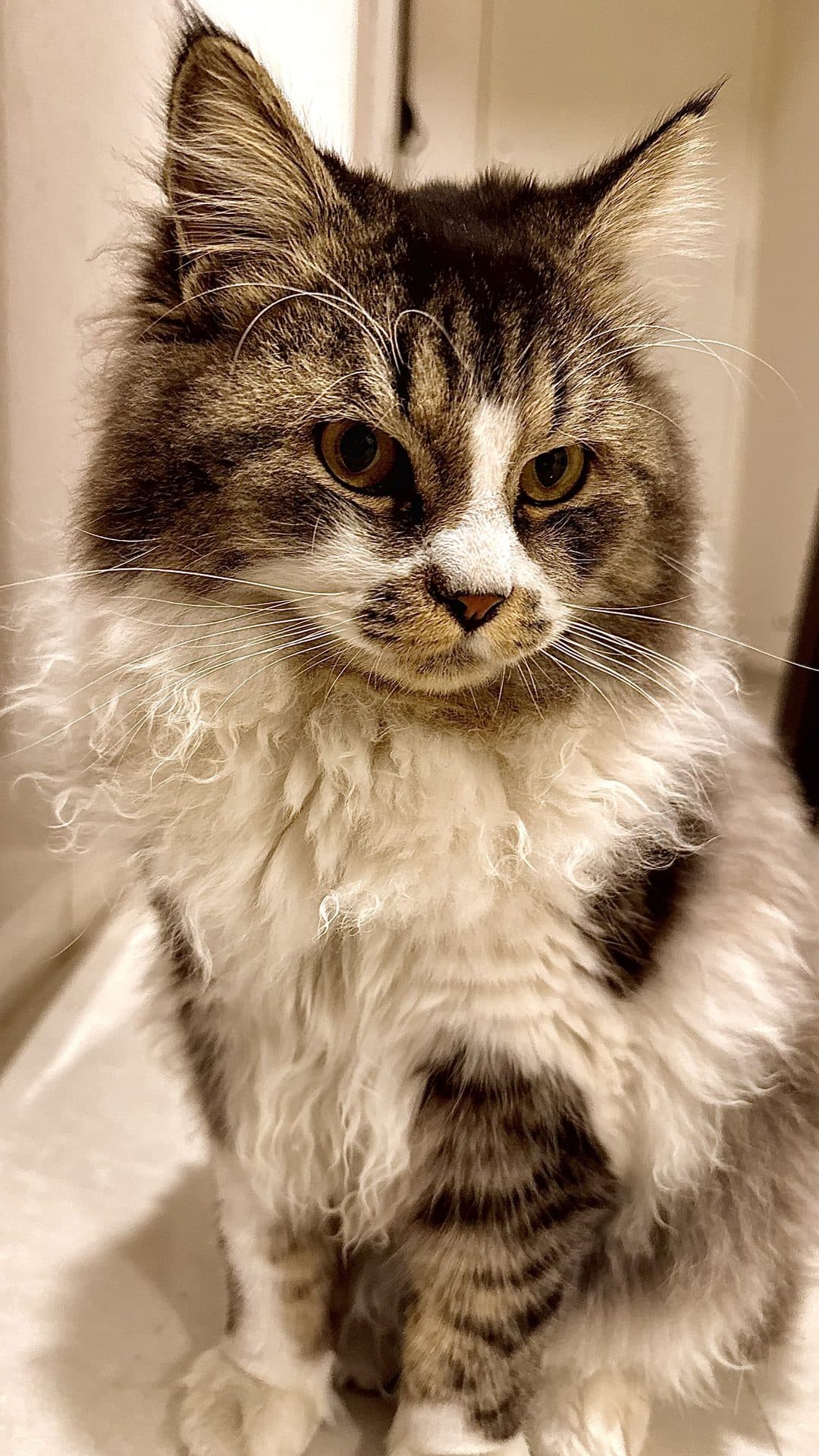 A cat looking directly toward the camera